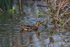 David Plant Photography - Wildlife Photographer - Snipe swimming - B